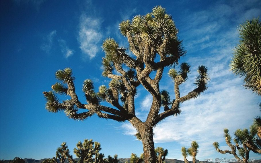 Национальный парк Редвуд Секвойя