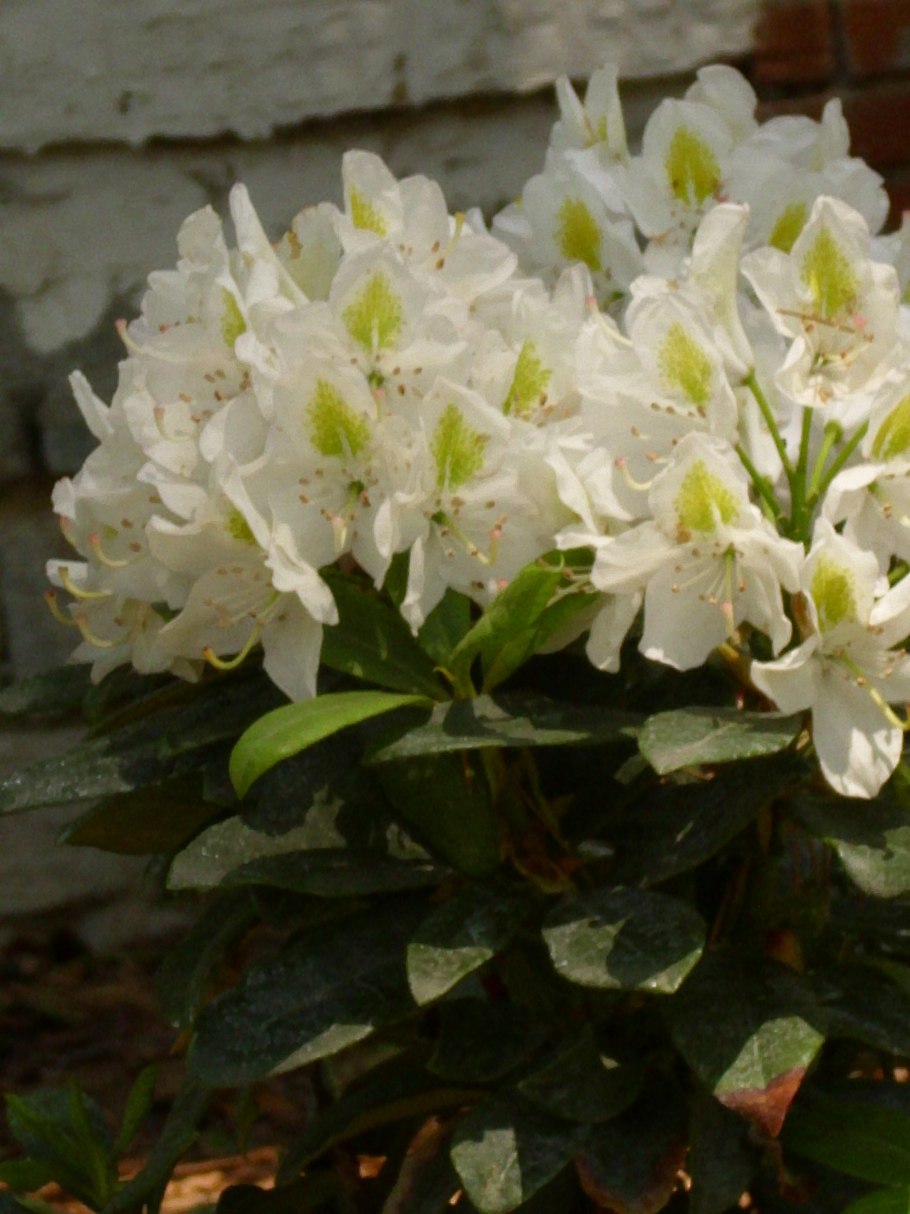 Рододендрон Polarnacht