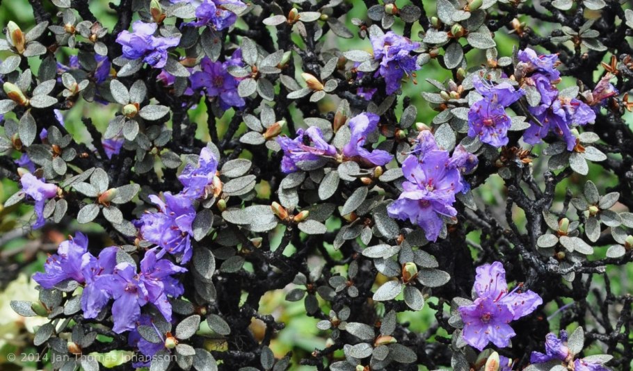 Рододендрон белый Калсап