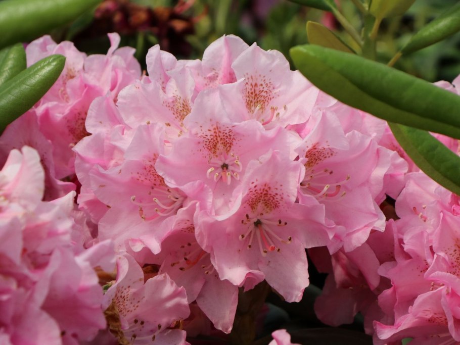 Rhododendron Cecile