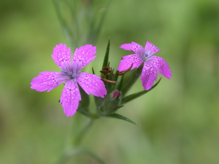Dianthus Armeria