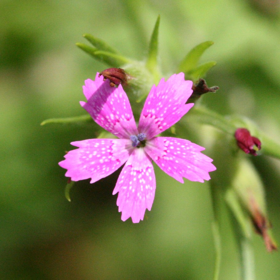 Dianthus stenocalyx juz. – Гвоздика узкочашечная