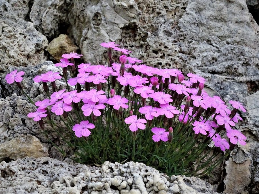 Гвоздика Полевая соцветие