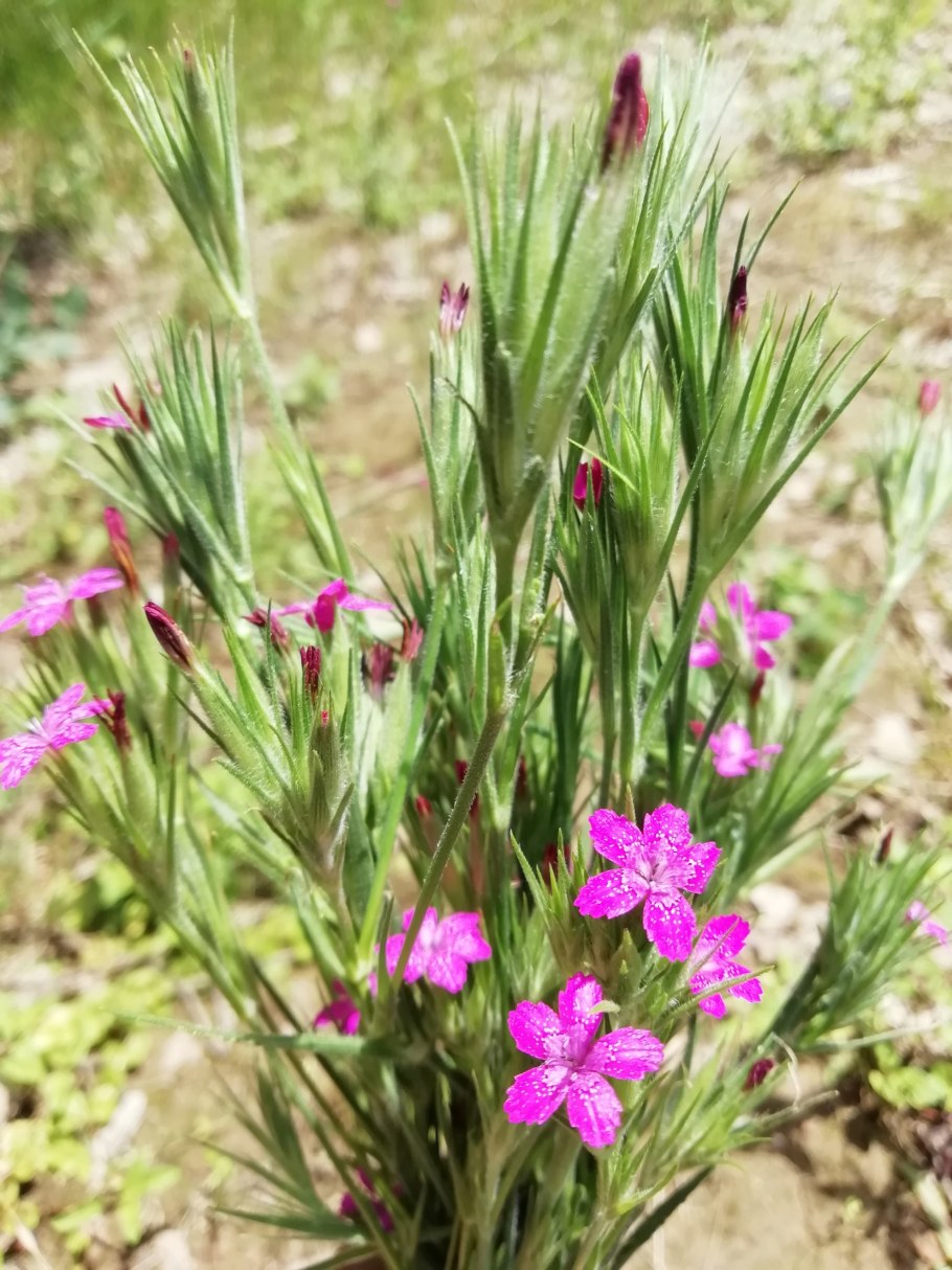 Гвоздика пышная