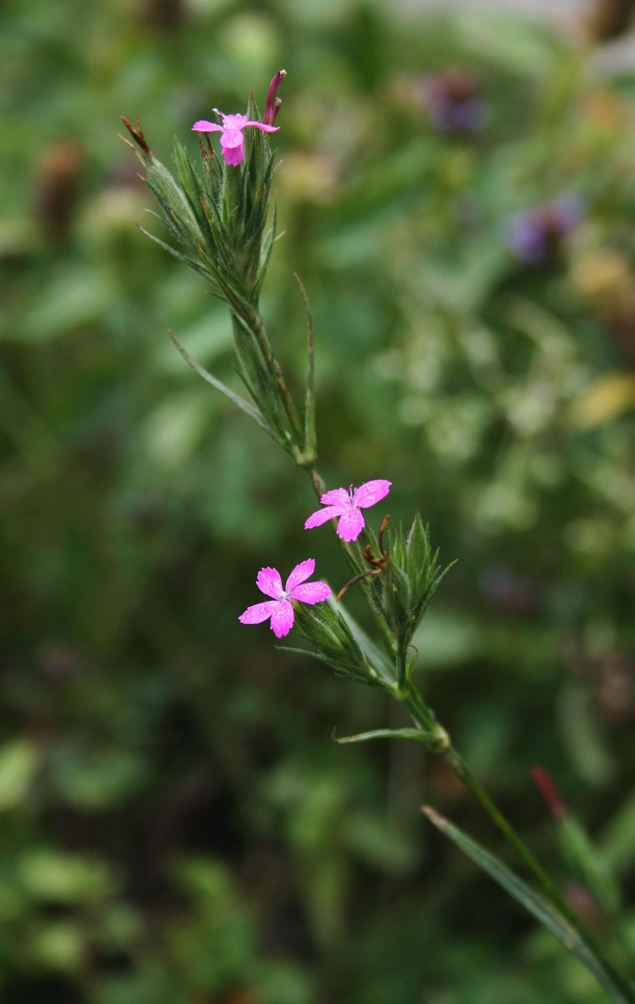 Гвоздика Смолевка