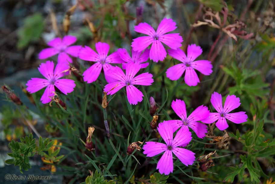 Dianthus versicolor