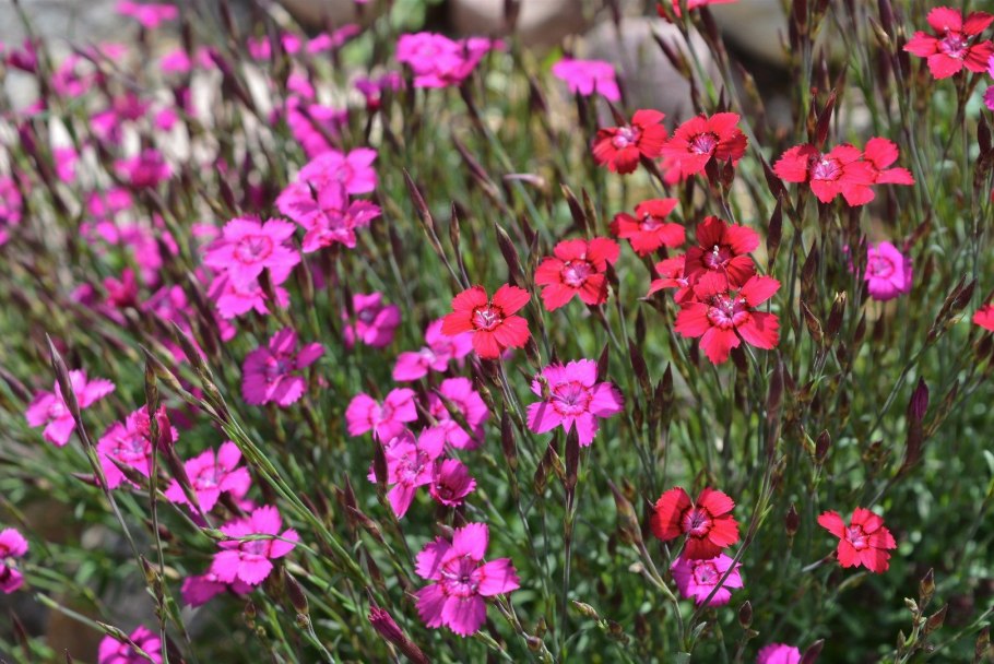 Гвоздика Борбаша