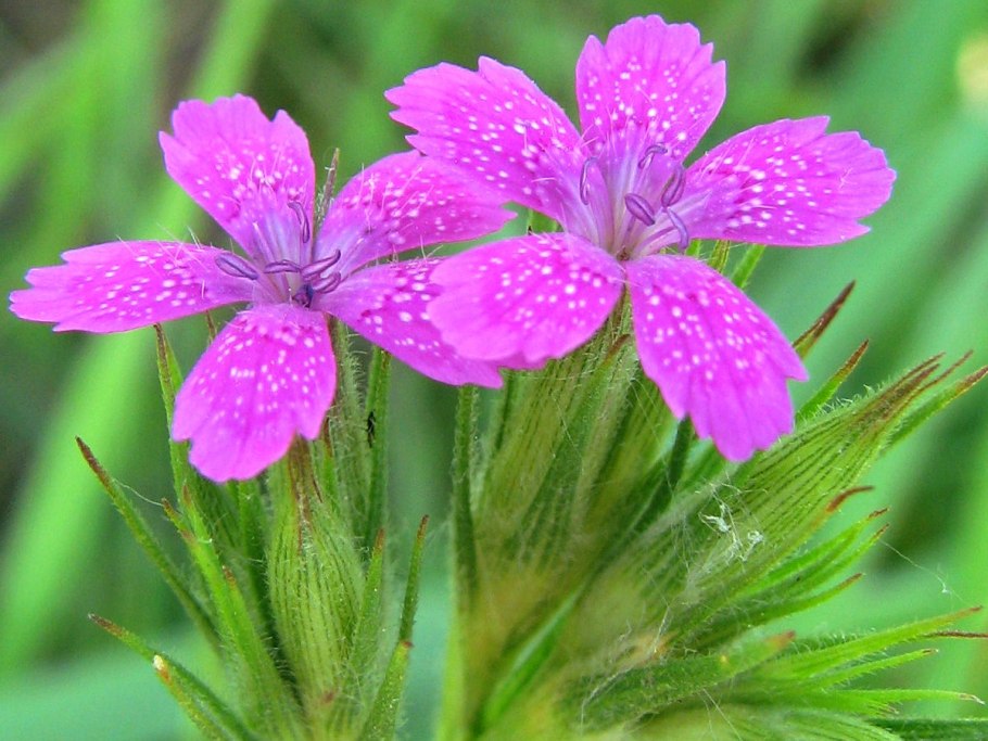 Гвоздика Борбаша