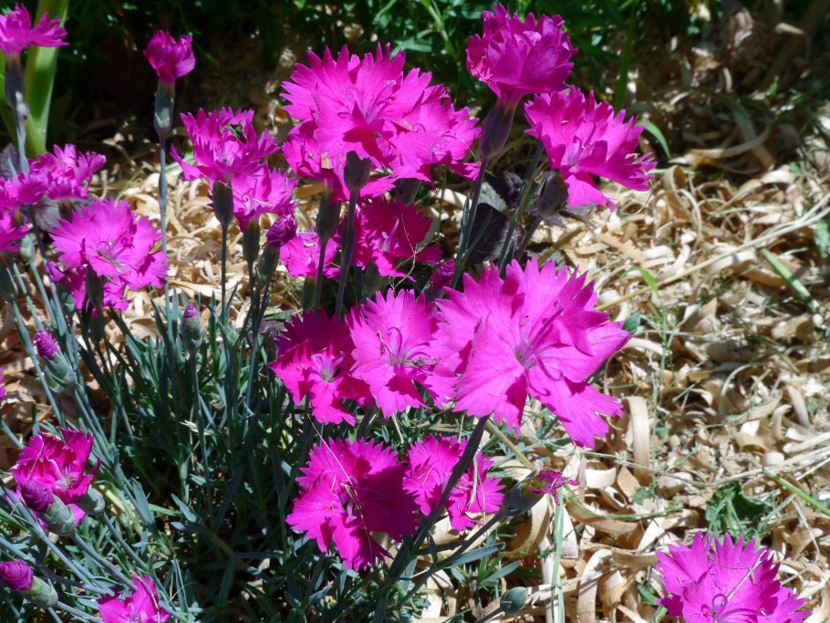 Гвоздика Полевая ( Dianthus Campestris)