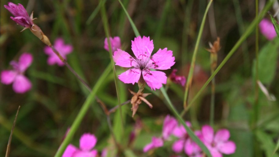 Луговая гвоздика kncndzyrf