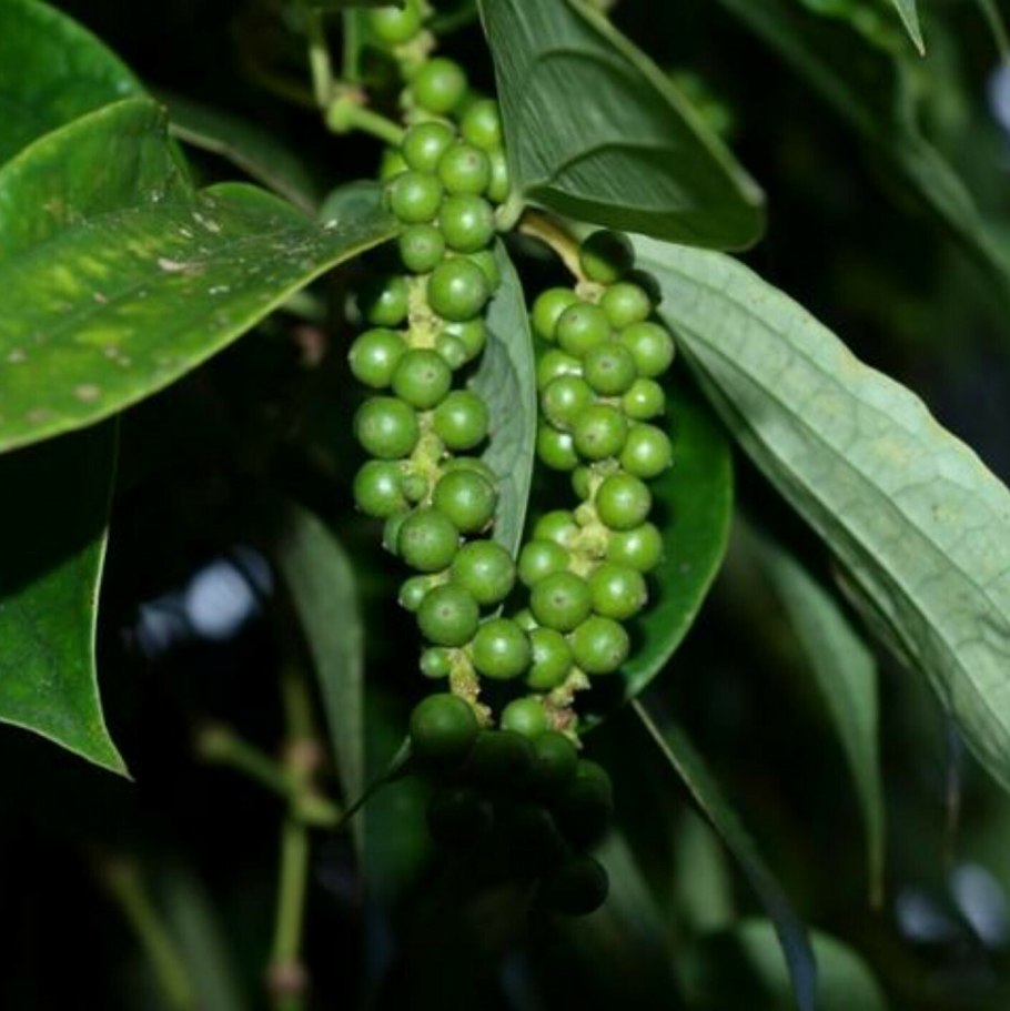 Перец черный Piper nigrum