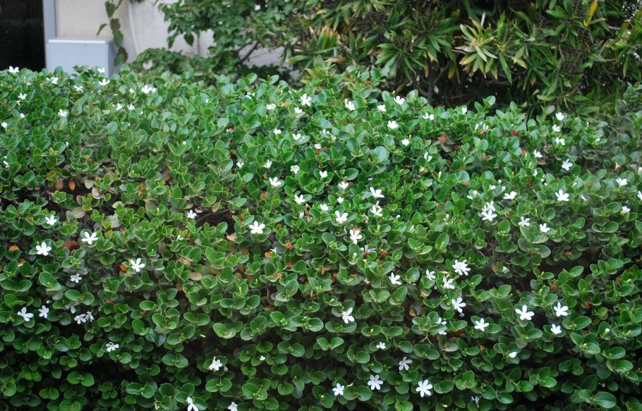 Карисса обыкновенная