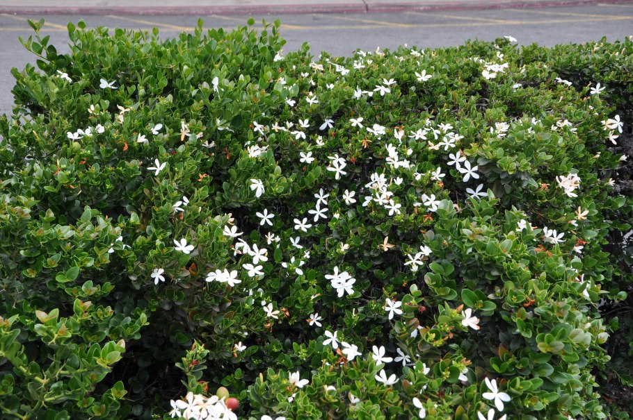 Карисса грандифлора