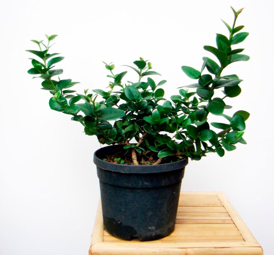 Карисса карликовая