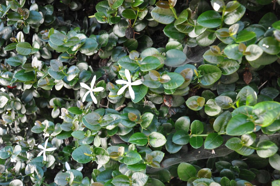 Карисса картинки