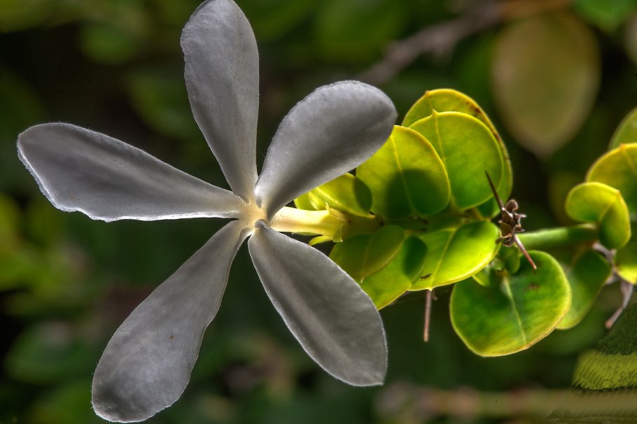 Карисса макрокарпа