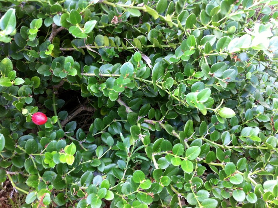 Карисса размножение