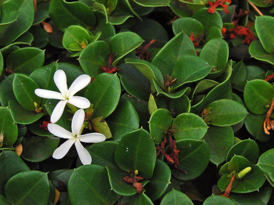 Карисса macrocarpa