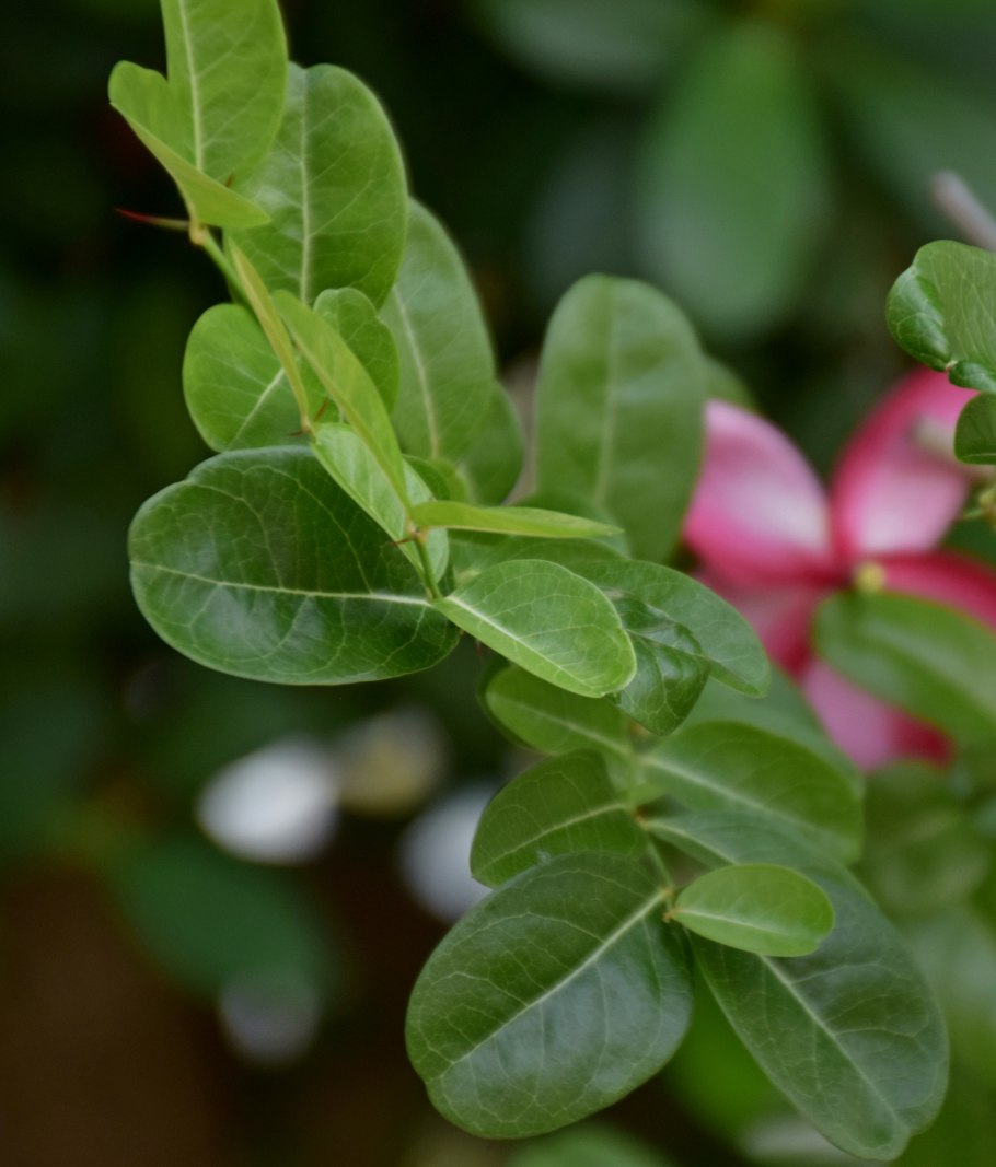 Carissa haematocarpa