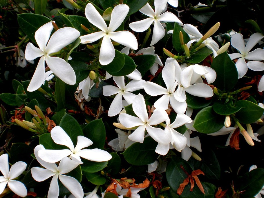 Карисса грандифлора