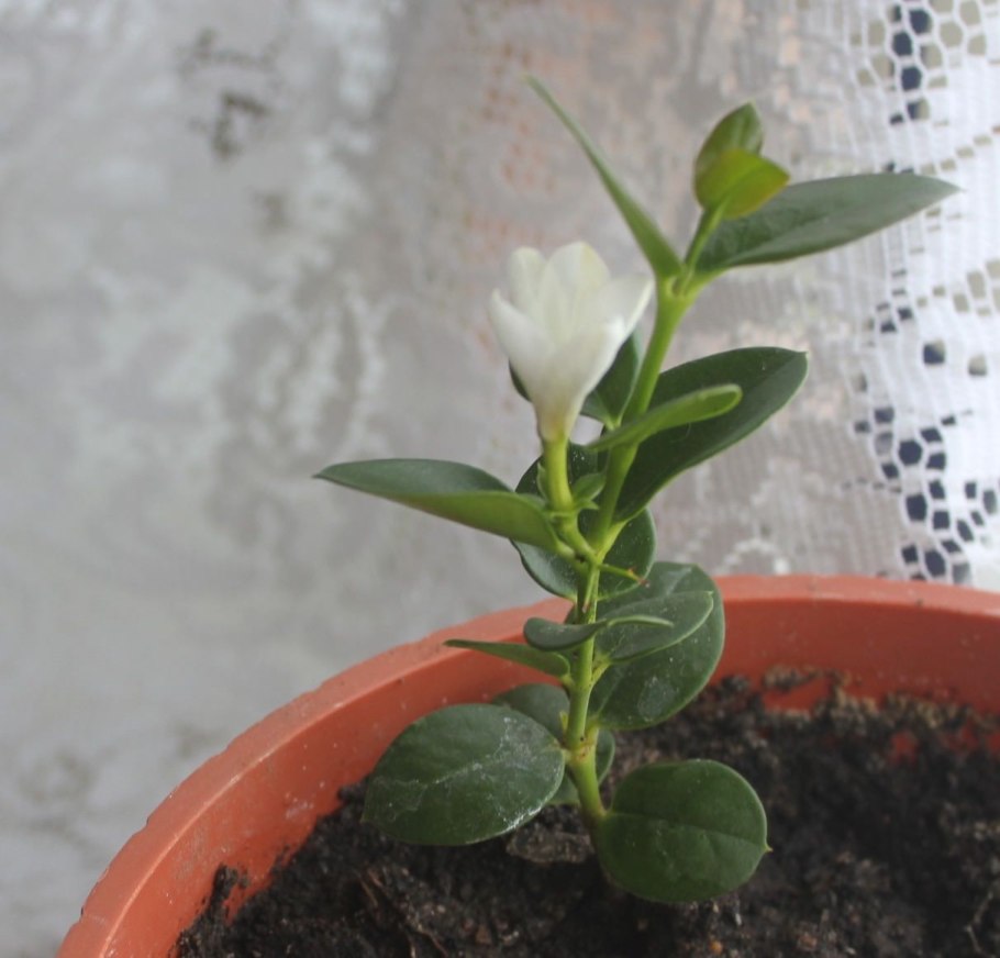 Карисса макрокарпа