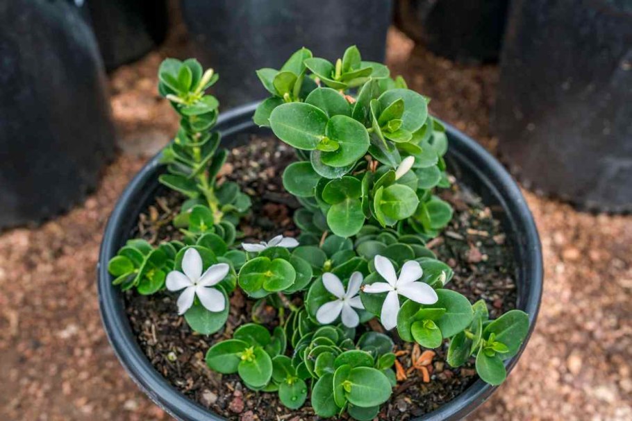 Карисса Мирт