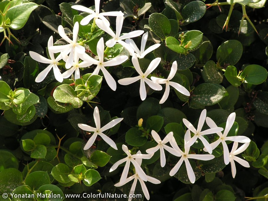 Карисса Кэни