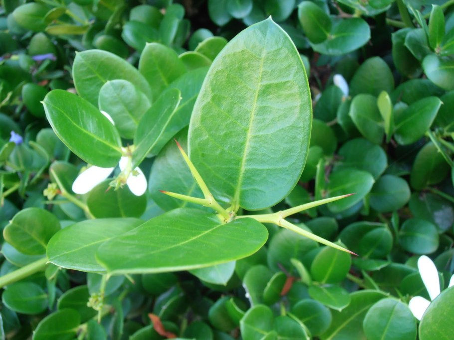 Карисса macrocarpa