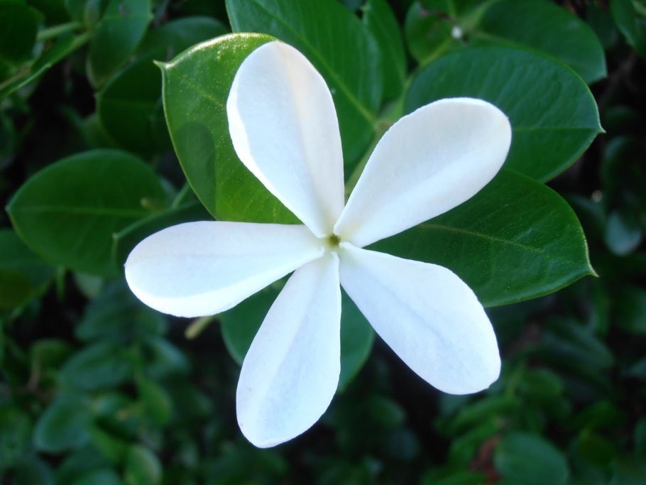 Карисса macrocarpa