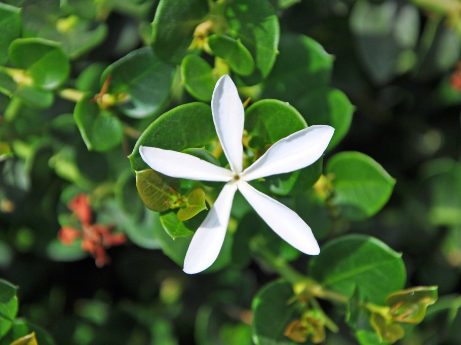 Карисса Мирт