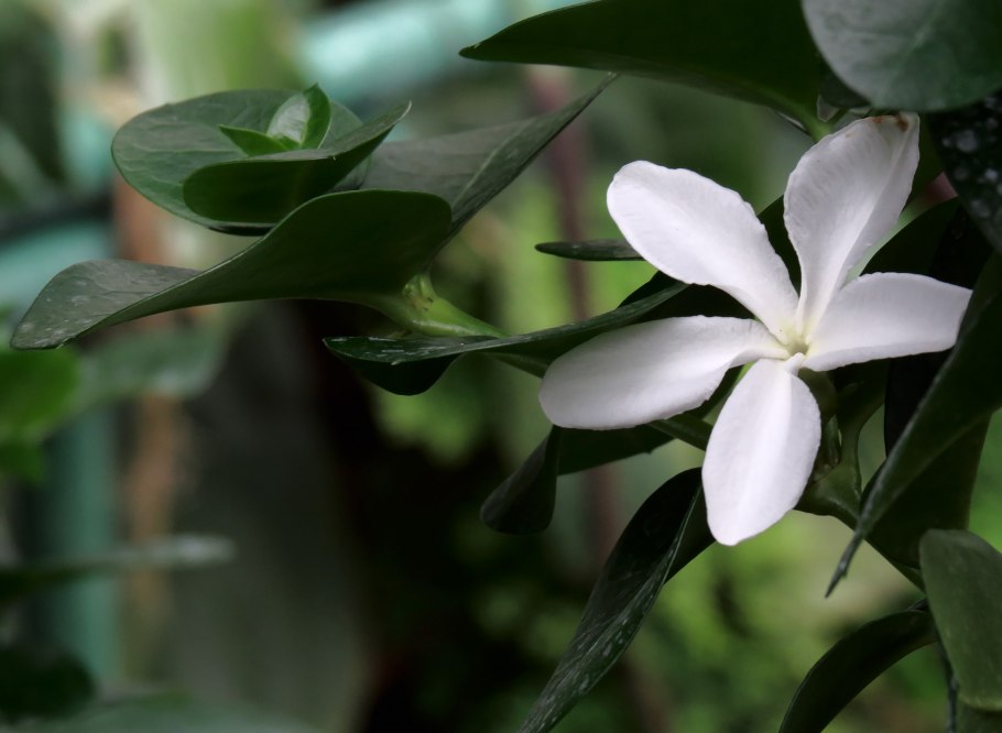 Карисса комнатная слива