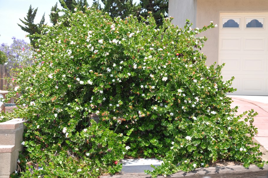 Карисса карликовая