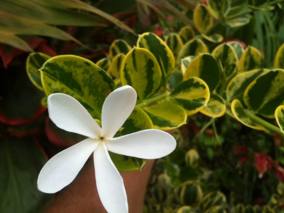 Карисса Грин карпет