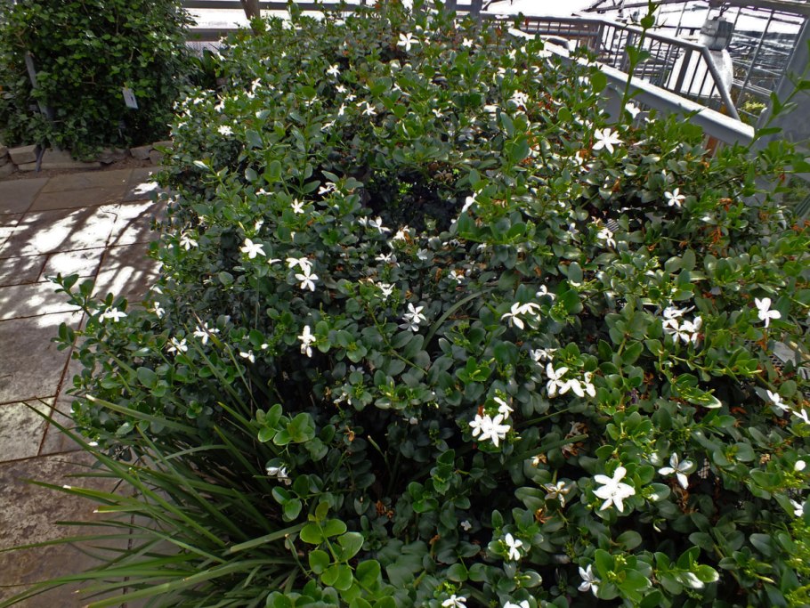 Карисса плоды