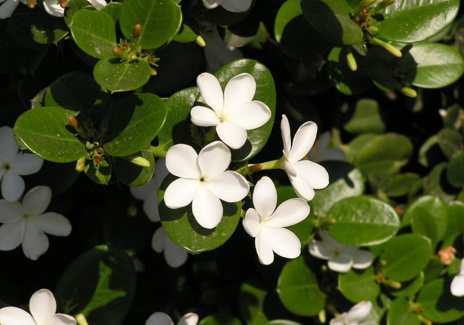 Карисса макрокарпа