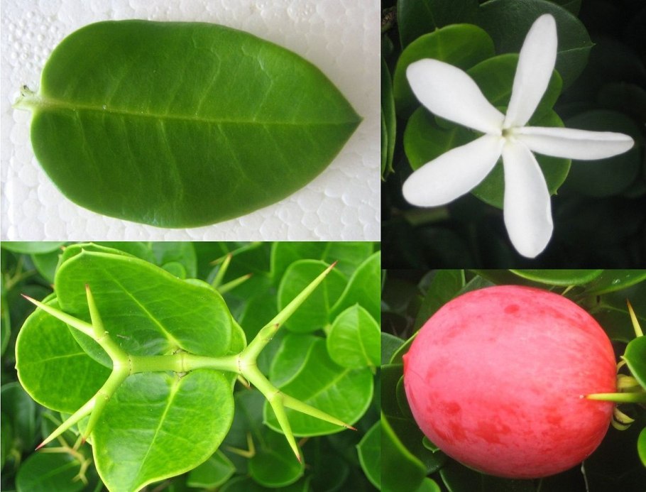 Карисса размножение