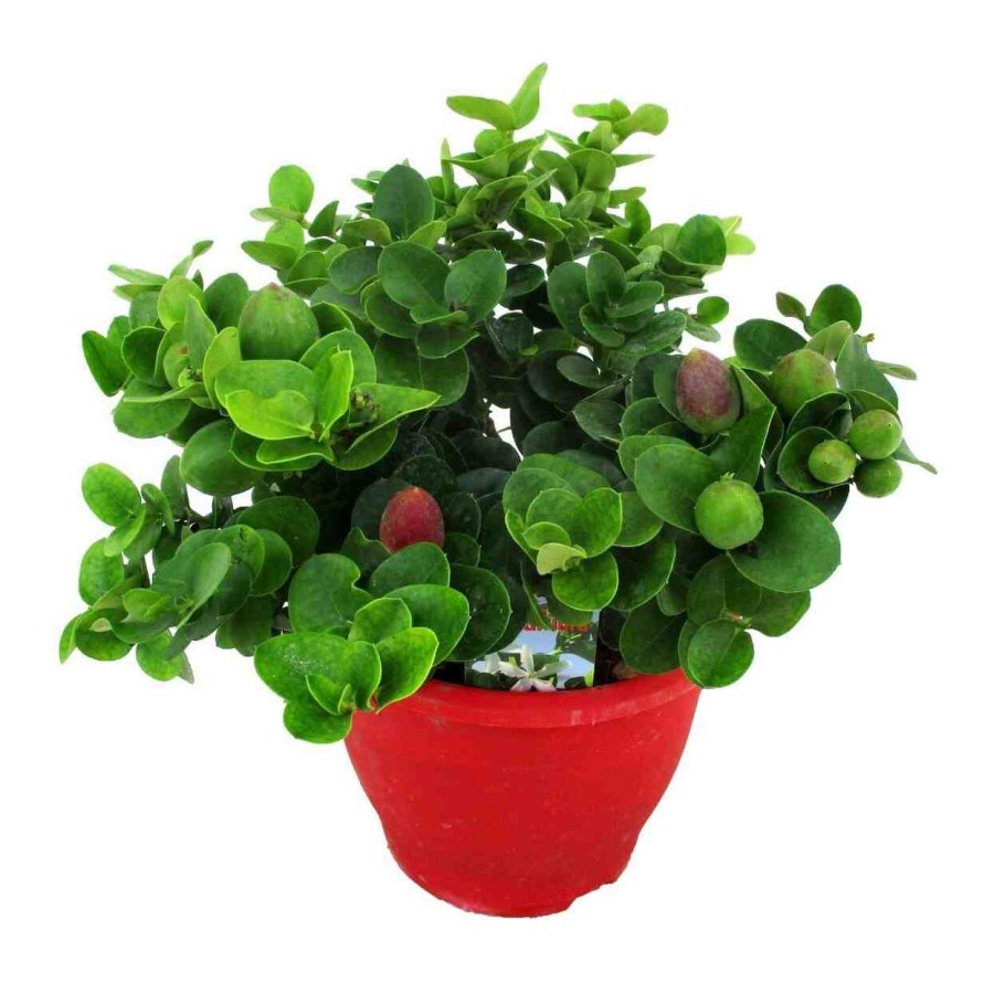 Карисса комнатная слива