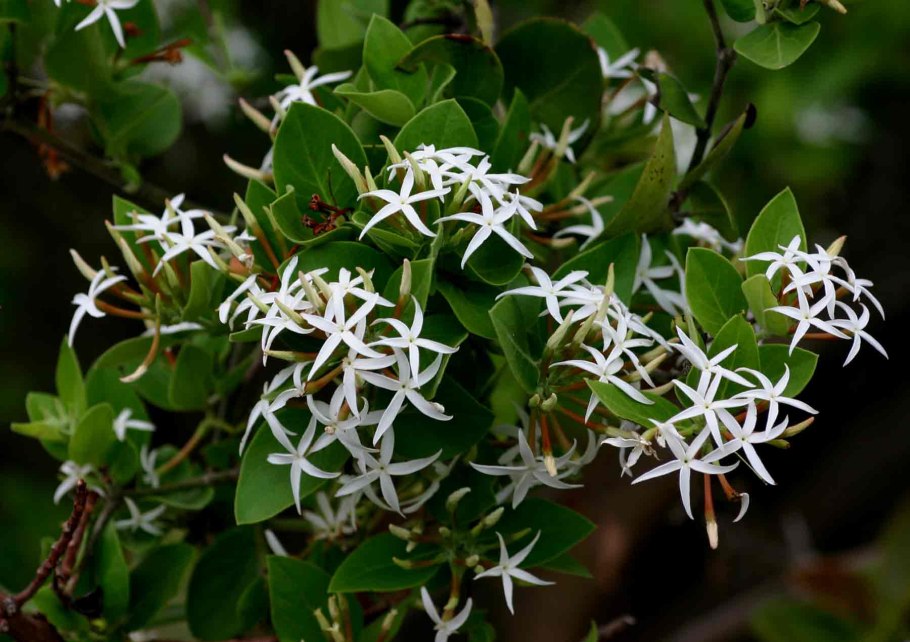 Карисса чеернок