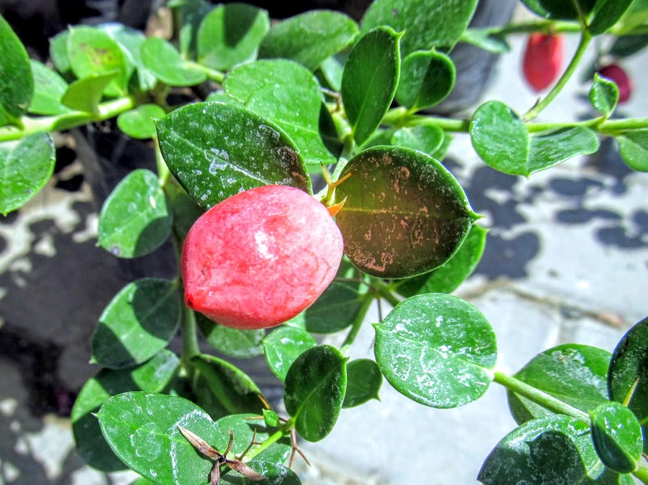 Фикус Карисса