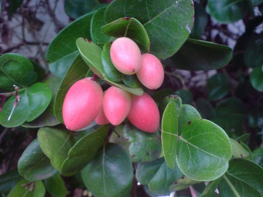 Карисса грандифлора