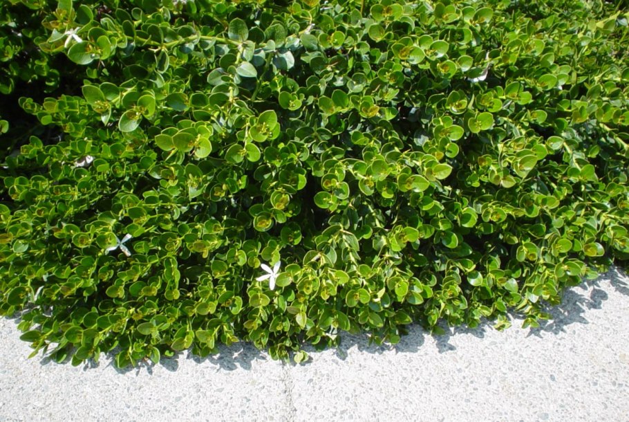 Карисса грандифлора