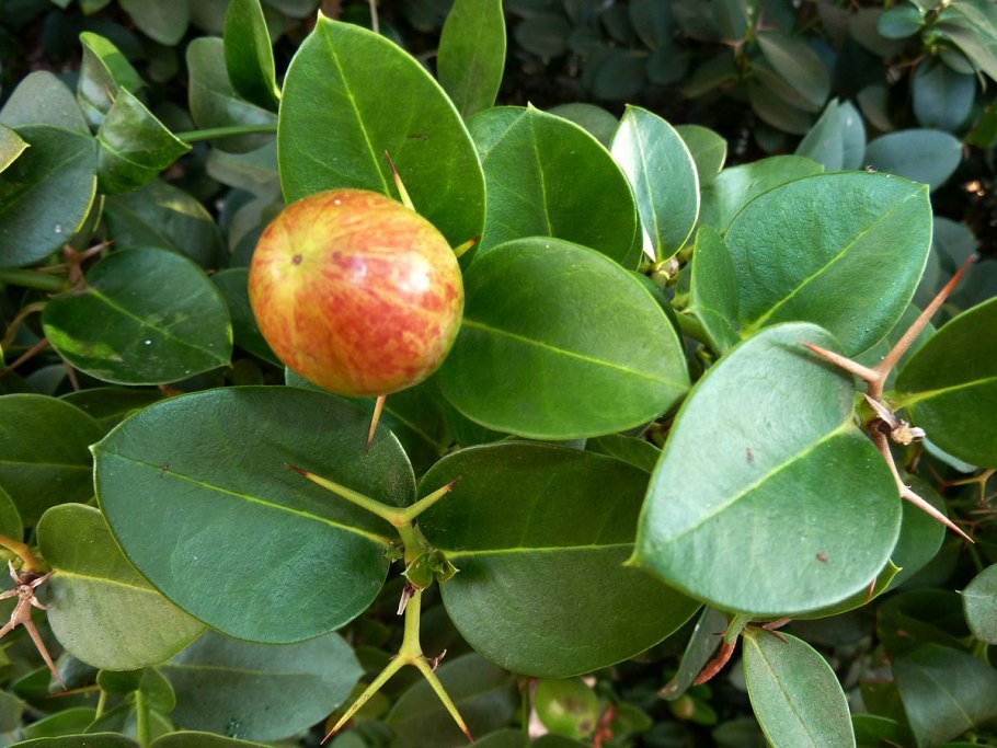 Карисса грандифлора