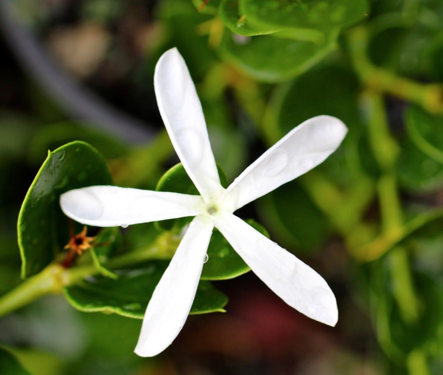 Карисса крупноцветковая слива комнатная