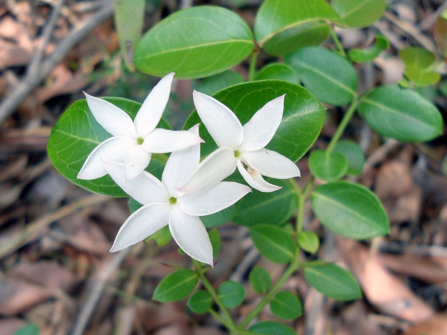 Карисса цветок формирование