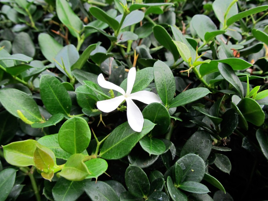 Карисса macrocarpa