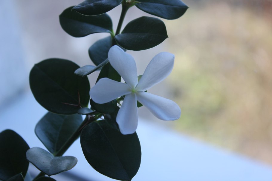 Карисса грандифлора