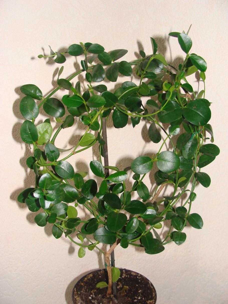 Карисса карликовая