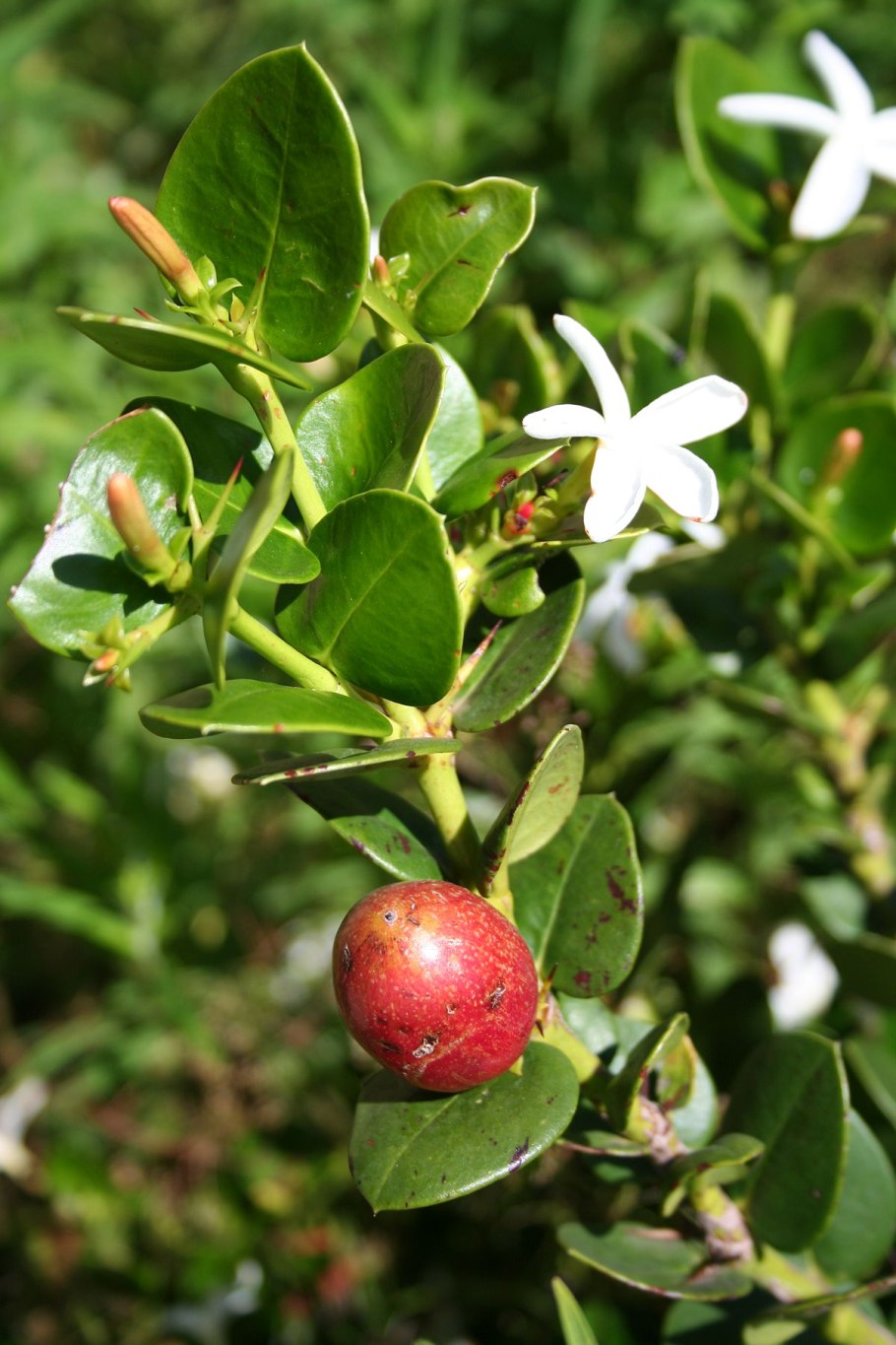 Карисса macrocarpa