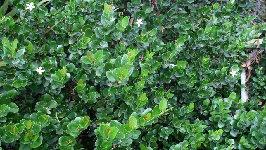 Карисса комнатная слива