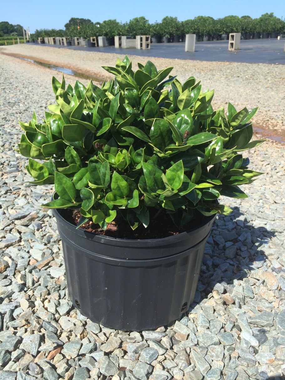 Карисса карликовая